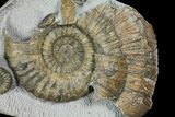 Fossil (Androgynoceras) Ammonite with Bite Mark - England #171246-2